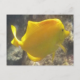 ハワイの黄色い独特の味の魚 ポストカード
