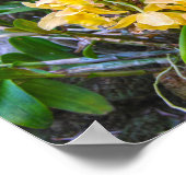 ハワイの黄色のカトレヤラン ポスター (角)