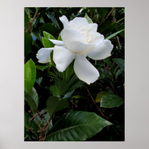 ハワイのGardenia ポスター