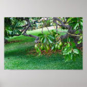 ハワイぶら下がったの遠くのアボカド ポスター (正面)