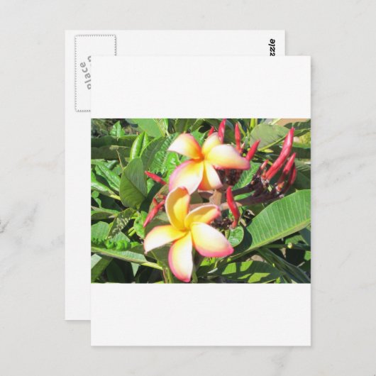 ハワイアンの花 – 美しい黄色の花 ポストカード (正面/裏面)