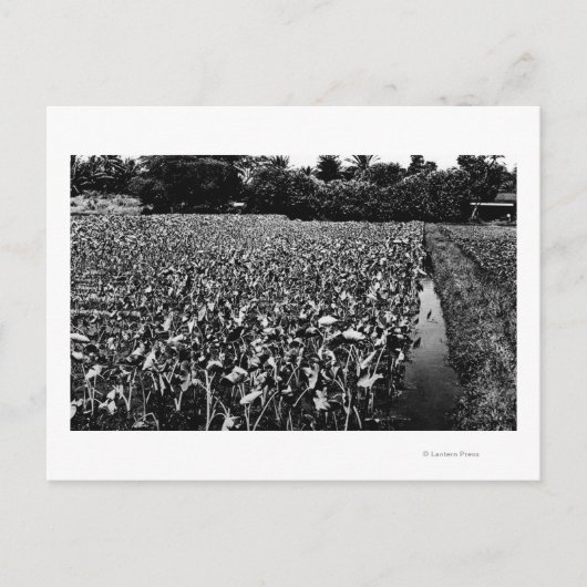 ハワイアンアイランズタロフィールド写真ハワイ ポストカード (正面)