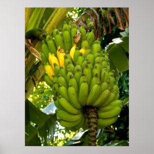 ハワイアンアップルバナナス ポスター