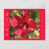 ハワイアンアロハレッドハイビスカスフラワー ポストカード (正面)