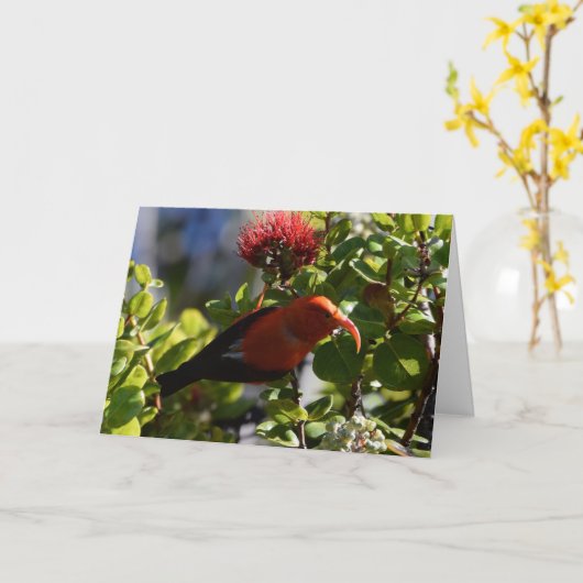 ハワイアンイウィー カード (黄色い花)