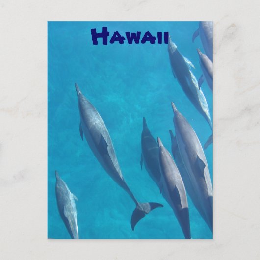 ハワイアンイルカのはがき ポストカード (正面)