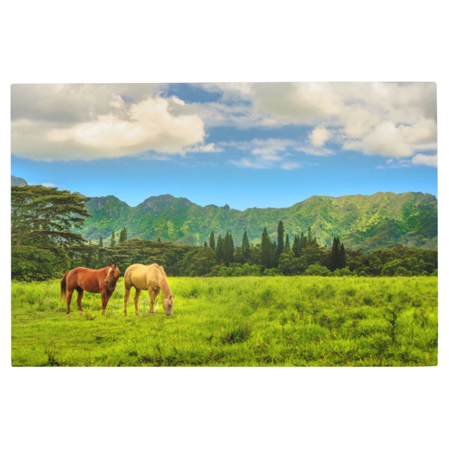 ハワイアンウマ、ホクレピーク、カウアイ、ハワイ メタルプリント (正面)