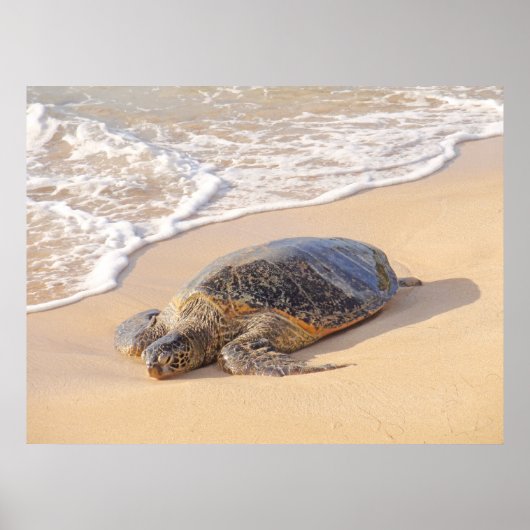 ハワイアンウミガメ ポスター (正面)