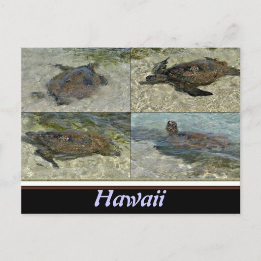ハワイアンウミガメ ポストカード (正面)