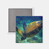 ハワイアンウミガメ マグネット (正面/裏面)