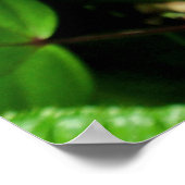 ハワイアンカメレオン ポスター (角)