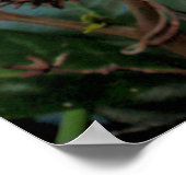 ハワイアンガーデニア ポスター (角)