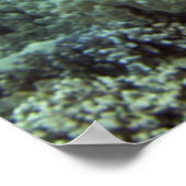 ハワイアングリーンシーカメ ポスター (角)