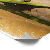 ハワイアンゲッコオングアバの木 ポスター (角)