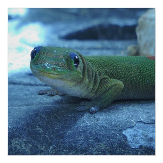 ハワイアンゲッコ ポスター (正面)