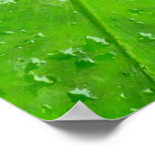 ハワイアンショウガ ポスター (角)