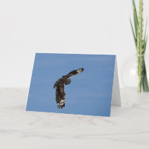 ハワイアンショートピアドプエオソアリング