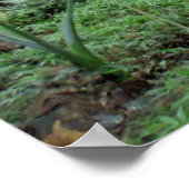 ハワイアンジャングルつる植物 ポスター (角)