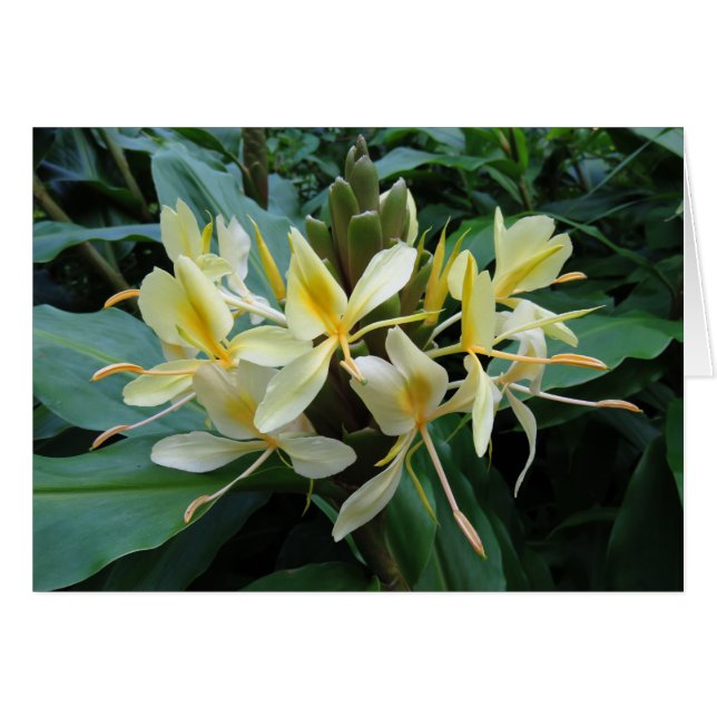 ハワイアンジンジャー (正面横)