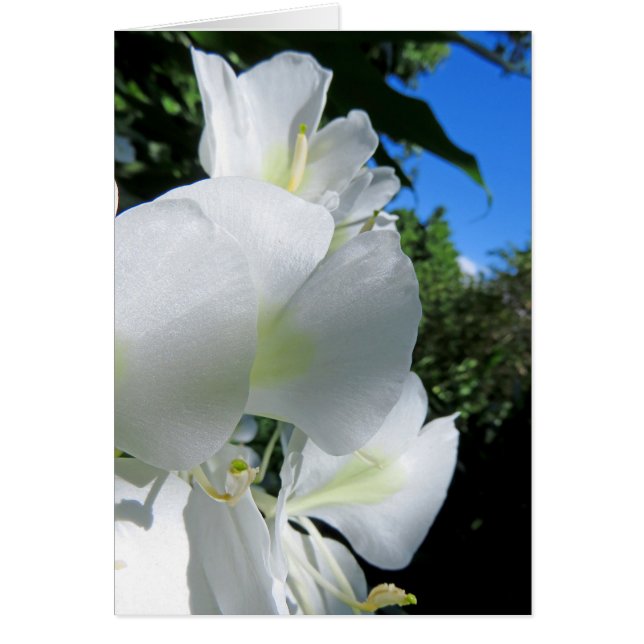 ハワイアンジンジャー (正面)