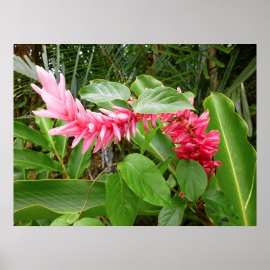 ハワイアンジンジャー ポスター (正面)