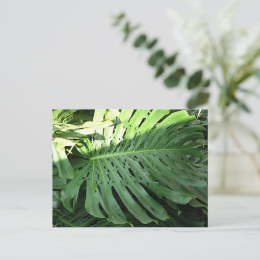 ハワイアンゾウ耳植はがき ポストカード (スタンド正面)