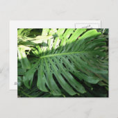 ハワイアンゾウ耳植はがき ポストカード (正面/裏面)