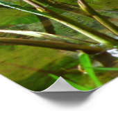 ハワイアンタロパッチ ポスター (角)