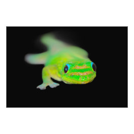 ハワイアンネオンカラーゲッコ フォトプリント