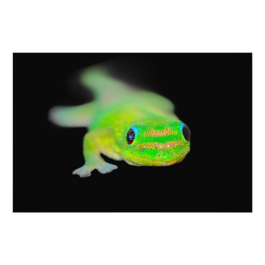 ハワイアンネオンカラーゲッコ フォトプリント            (正面)