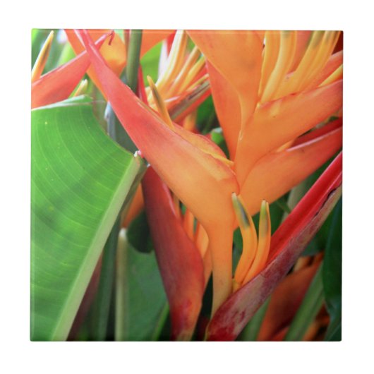 ハワイアンハイビスカスフラワーセラミックタイル タイル (正面)