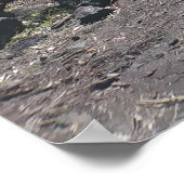 ハワイアンハプウシダ ポスター (角)