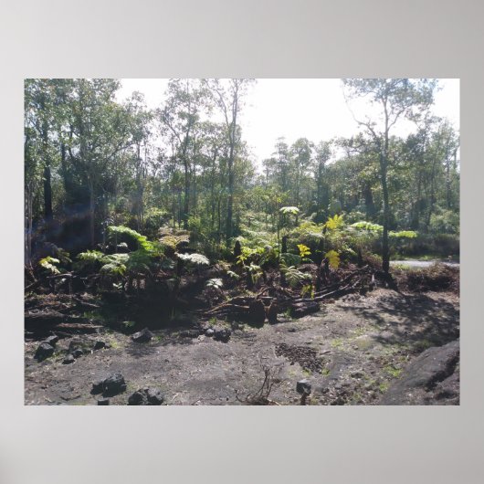 ハワイアンハプウシダ ポスター (正面)