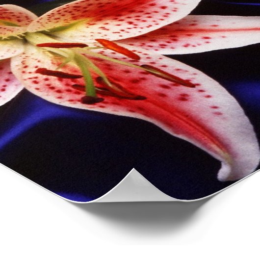 ハワイアンパパイヤとライリー&赤しょうが花 ポスター (角)