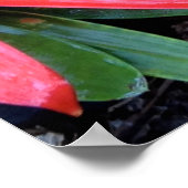 ハワイアンフラワーポスター ポスター (角)