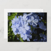 ハワイアンブループランバゴフラワー ポストカード (正面/裏面)