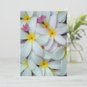 ハワイアンプルメリア (スタンド正面)