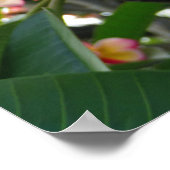 ハワイアンプルメリア ポスター (角)