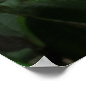 ハワイアンプルメリア ポスター (角)