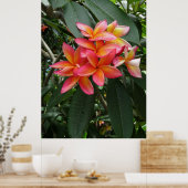 ハワイアンプルメリア ポスター (キッチン)