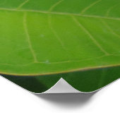 ハワイアンプルメリア ポスター (角)