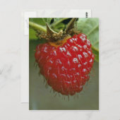 ハワイアンラズベリー(ルバスハワイエンシス) ポストカード (正面/裏面)