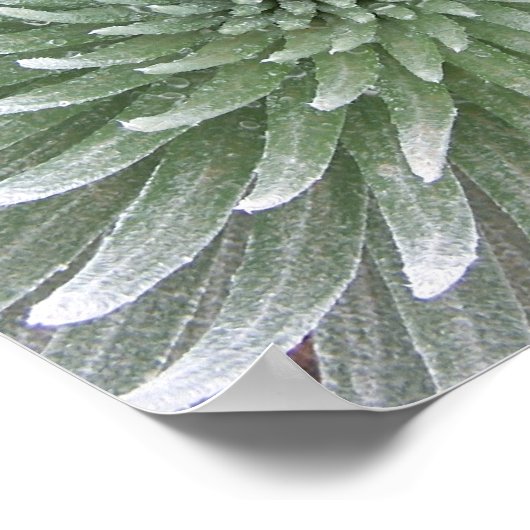 ハワイアン吸汁性 ポスター (角)