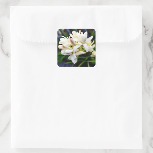 ハワイアン塊茎群 スクエアシール (バッグ)