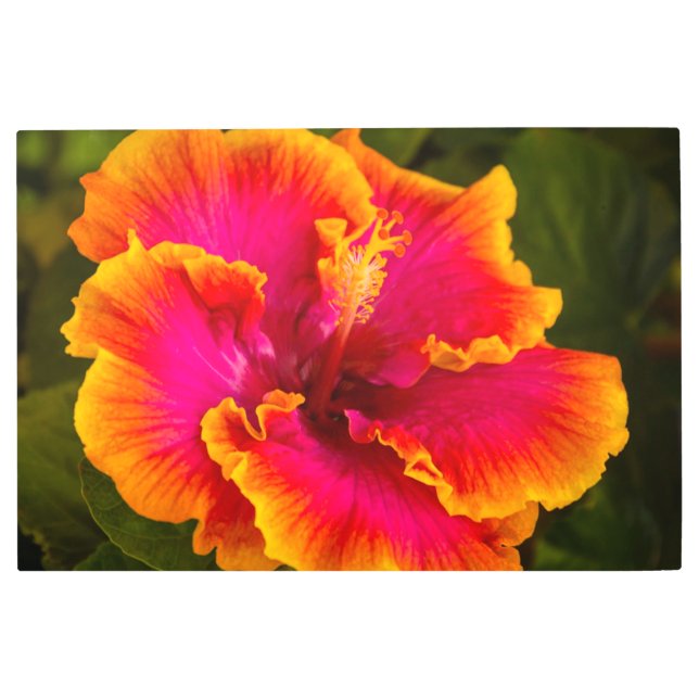 ハワイアン明るい赤紫色とオレンジハイビスカス メタルプリント (正面)