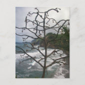 ハワイアン海ビーチツリーフォトビュー ポストカード (正面)