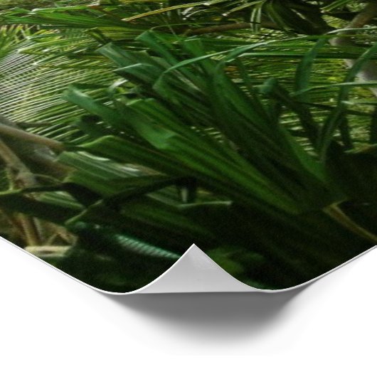 ハワイアン滝1 ポスター (角)