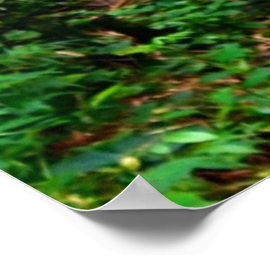 ハワイアン滝 ポスター (角)