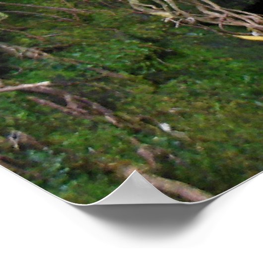 ハワイアン滝 ポスター (角)