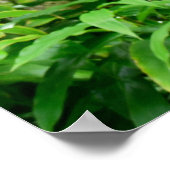 ハワイアン熱帯雨林 ポスター (角)